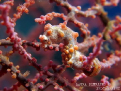 Pygmy seahorse on pink fan coral by Laura Dinraths 